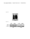 Using GNMT as a Novel Therapeutic or Preventing Agent for Fatty Liver     Related Diseases diagram and image