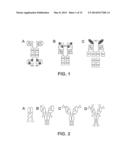 Multispecific Antibody Targeting and Multivalency Through Modular     Recognition Domains diagram and image