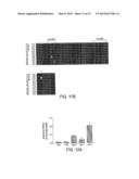 Synthetic scFv Analogue To The 6313/G2 (Anti Angiotensin II Type 1     Receptor) Monoclonal Antibody Variable Regions diagram and image