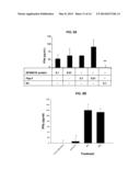 SPANX-B POLYPEPTIDES AND THEIR USE diagram and image