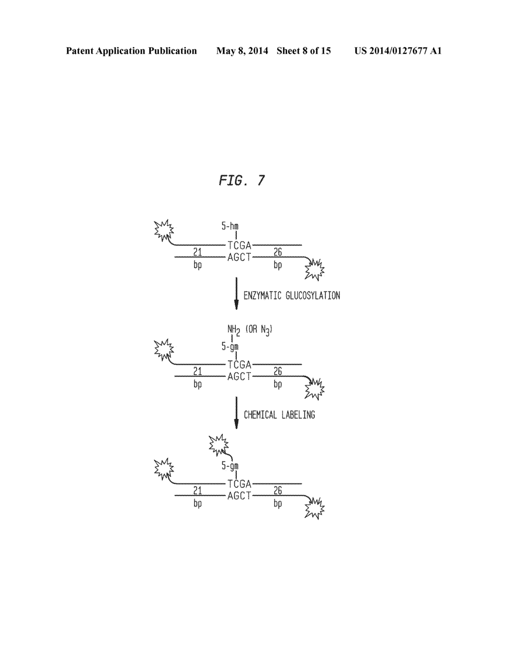 Compositions and Methods for the Transfer of a Hexosamine to a Modified     Nucleotide in a Nucleic Acid - diagram, schematic, and image 09