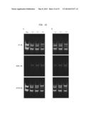 Compositions and Methods for the Transfer of a Hexosamine to a Modified     Nucleotide in a Nucleic Acid diagram and image