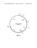 HETEROLOGOUS ALPHA AMYLASE EXPRESSION IN ASPERGILLUS diagram and image