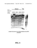 ENZYMATIC NUCLEIC ACID SYNTHESIS: COMPOSITIONS AND METHODS FOR INHIBITING     PYROPHOSPHOROLYSIS diagram and image