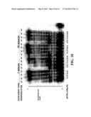 ENZYMATIC NUCLEIC ACID SYNTHESIS: COMPOSITIONS AND METHODS FOR INHIBITING     PYROPHOSPHOROLYSIS diagram and image