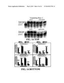 ENZYMATIC NUCLEIC ACID SYNTHESIS: COMPOSITIONS AND METHODS FOR INHIBITING     PYROPHOSPHOROLYSIS diagram and image