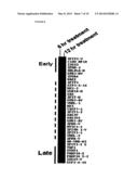 Multiple Interferon and Virus Response Element Cell-Based Fluorescence     System diagram and image