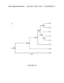 NOVEL NON-PRIMATE HEPACIVIRUS diagram and image