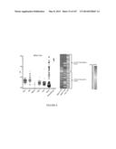 NOVEL NON-PRIMATE HEPACIVIRUS diagram and image