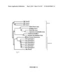 NOVEL NON-PRIMATE HEPACIVIRUS diagram and image