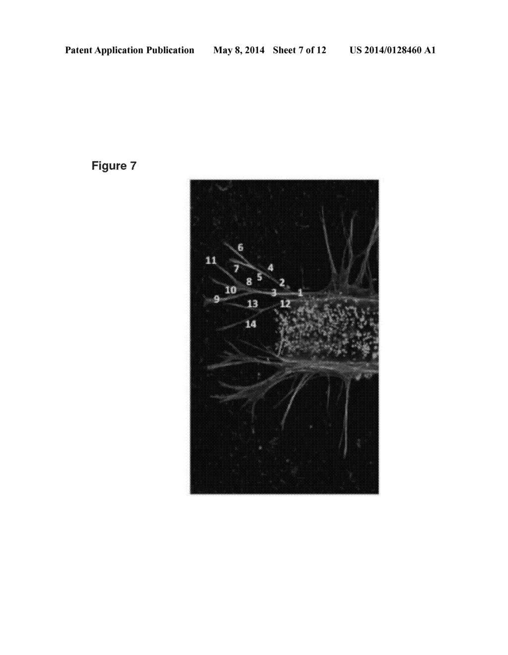 USE OF SMALL MOLECULE INHIBITORS TARGETING EYA TYROSINE PHOSPHATASE - diagram, schematic, and image 08