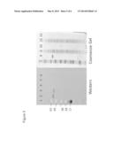 ENHANCED PRODUCTION OF ISOPRENE USING MARINE BACTERIAL CELLS diagram and image