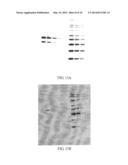 Electro-Blotting Devices, Systems, and Kits and Methods for Their Use diagram and image