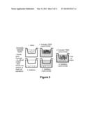 Use of Stem Cells to Reduce Leukocyte Extravasation diagram and image