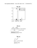 PHOSPHORYLATION OF HISTONES AND USES THEREOF diagram and image