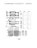 BETA-2 MICROGLOBULIN-DEFICIENT CELLS diagram and image