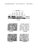 EPHA2 T-CELL EPITOPE AGONISTS AND USES THEREFORE diagram and image