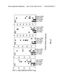 EPHA2 T-CELL EPITOPE AGONISTS AND USES THEREFORE diagram and image