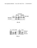 EPHA2 T-CELL EPITOPE AGONISTS AND USES THEREFORE diagram and image