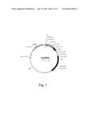 MULTI PLASMID SYSTEM FOR THE PRODUCTION OF INFLUENZA VIRUS diagram and image