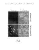 MULTI PLASMID SYSTEM FOR THE PRODUCTION OF INFLUENZA VIRUS diagram and image