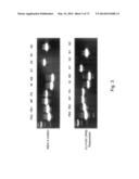 MULTI PLASMID SYSTEM FOR THE PRODUCTION OF INFLUENZA VIRUS diagram and image