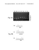 MULTI PLASMID SYSTEM FOR THE PRODUCTION OF INFLUENZA VIRUS diagram and image