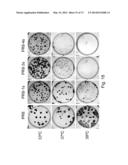 MULTI PLASMID SYSTEM FOR THE PRODUCTION OF INFLUENZA VIRUS diagram and image