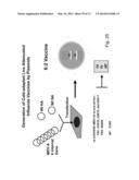 MULTI PLASMID SYSTEM FOR THE PRODUCTION OF INFLUENZA VIRUS diagram and image