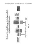 MULTI PLASMID SYSTEM FOR THE PRODUCTION OF INFLUENZA VIRUS diagram and image