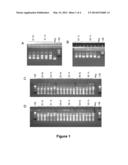 Reagents and methods for detecting HCV diagram and image