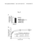 METHOD FOR DETERMINING DEPRESSION, KIT FOR ANALYZING SEROTONIN     TRANSPORTER, AND KIT FOR ANALYZING UBIQUITINATED SEROTONIN TRANSPORTER IN     BLOOD diagram and image