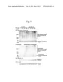 METHOD FOR DETERMINING DEPRESSION, KIT FOR ANALYZING SEROTONIN     TRANSPORTER, AND KIT FOR ANALYZING UBIQUITINATED SEROTONIN TRANSPORTER IN     BLOOD diagram and image