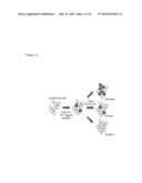 RNAi-Based Method of Drug Screening and Characterization diagram and image