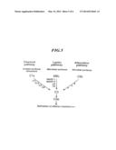 MASP-2, A COMPLEMENT FIXING ENZYME, AND USES FOR IT diagram and image