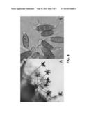 ANTIMICROBIAL AND ANTI-INFLAMMATORY ACTIVITY OF SWITCHGRASS-DERIVED     EXTRACTIVES diagram and image