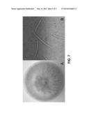 ANTIMICROBIAL AND ANTI-INFLAMMATORY ACTIVITY OF SWITCHGRASS-DERIVED     EXTRACTIVES diagram and image