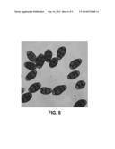 ANTIMICROBIAL AND ANTI-INFLAMMATORY ACTIVITY OF SWITCHGRASS-DERIVED     EXTRACTIVES diagram and image