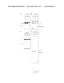 METHOD TO INCREASE ALGAL BIOMASS AND ENHANCE ITS QUALITY FOR THE     PRODUCTION OF FUEL diagram and image