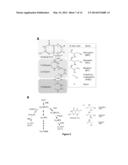 Host Cells and Methods for Oxidizing Aromatic Amino Acids diagram and image