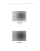 CELL CULTURE SYSTEM AND SERUM-FREE METHOD FOR CULTIVATING CELLS diagram and image