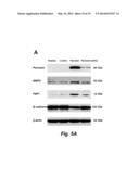 USE OF PERIOSTIN AS A NOVEL BIOMARKER diagram and image