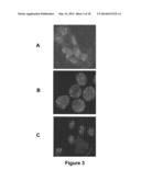 Method and System for Automated Image Analysis in Cancer Cells diagram and image