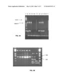 Population Scale HLA-Typing and Uses Thereof diagram and image