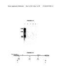 ENDOGENOUS RETROVIRUS POLYPEPTIDES LINKED TO ONCOGENIC TRANSFORMATION diagram and image