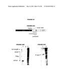 ENDOGENOUS RETROVIRUS POLYPEPTIDES LINKED TO ONCOGENIC TRANSFORMATION diagram and image