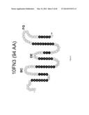 UNIVERSAL FIBRONECTIN TYPE III BINDING-DOMAIN LIBRARIES diagram and image