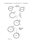 HUMANIZED MONOCLONAL ANTIBODIES THAT PROTECT AGAINST SHIGA TOXIN INDUCED     DISEASE diagram and image