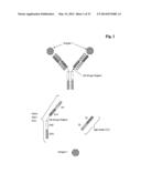 Bispecific Anti ErbB3 / Anti cMet Antibodies diagram and image