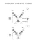 Bispecific Anti ErbB3 / Anti cMet Antibodies diagram and image